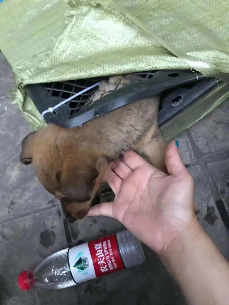 涉宠物盲盒中通快递及商家被调查网购平台仍包邮售活体猫狗